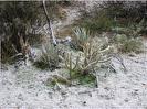 Anza-Borrego desert - under snow