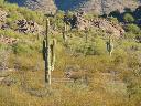 Sonoran Desert, home of Organ Pipe Cactus