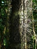 This is the trunk of a black palm. This tree does NOT want to be touched! The thorns will break off in your skin, leaving the barbed ends inside. The wounds often get infected. Everything on this tree is pricky - including leaves.